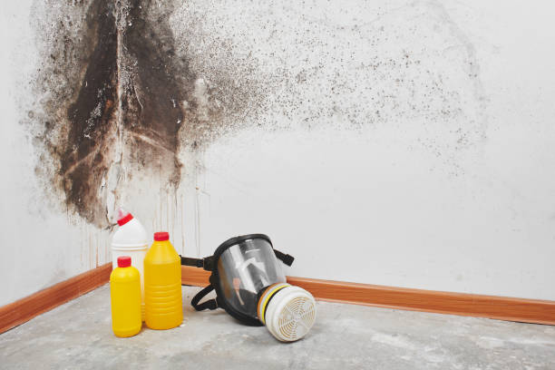 Best Mold Removal Near Me  in Mcewen, TN