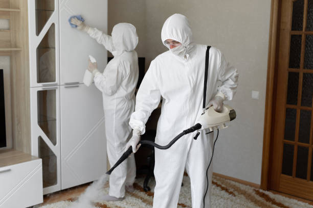 Best Toxic Mold Removal  in Mcewen, TN