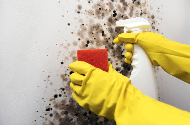 Best Mold Remediation  in Mcewen, TN