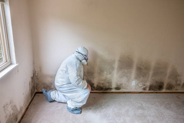 Best Professional Mold Removal  in Mcewen, TN