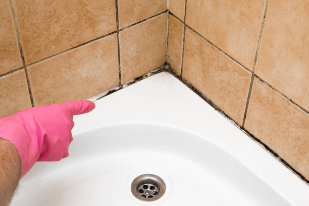 Best Crawl Space Mold Removal  in Mcewen, TN